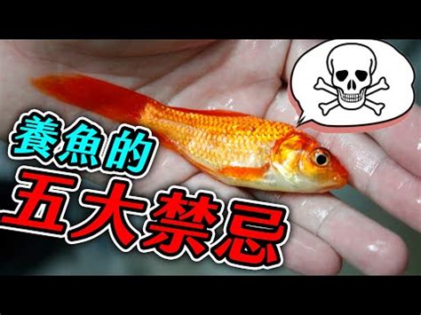 養魚要注意什麼|養魚入門：13技巧及飼養注意